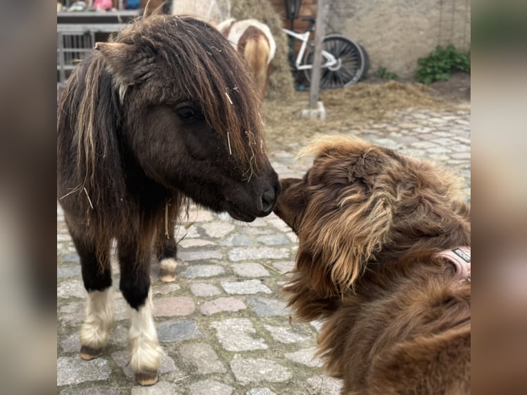 Shetland Ponies Gelding 2 years Pinto in Schwanebeck