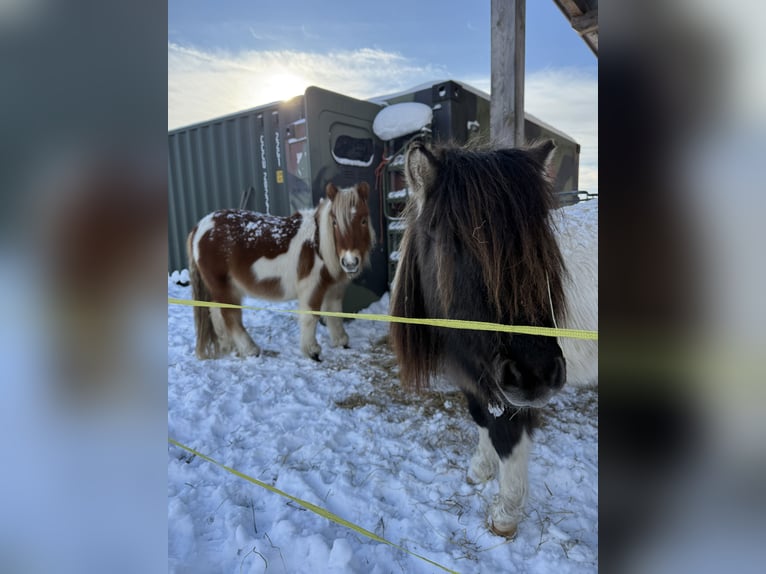 Shetland Ponies Gelding 2 years Pinto in Schwanebeck