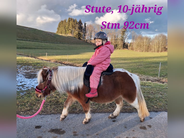 Shetland Ponies Gelding 3 years 10,1 hh Pinto in Argenbühl