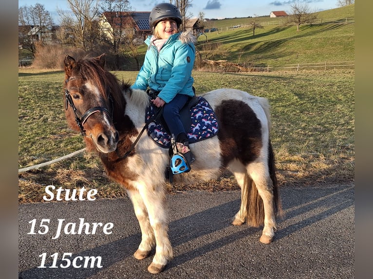 Shetland Ponies Gelding 3 years 10,1 hh Pinto in Argenbühl