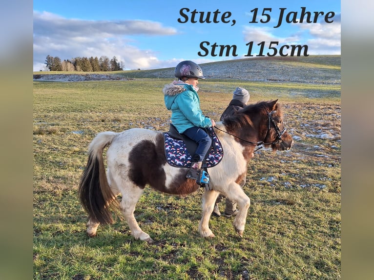 Shetland Ponies Gelding 3 years 10,1 hh Pinto in Argenbühl