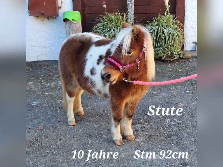 Shetland Ponies Gelding 3 years 10,1 hh Pinto in Argenbühl