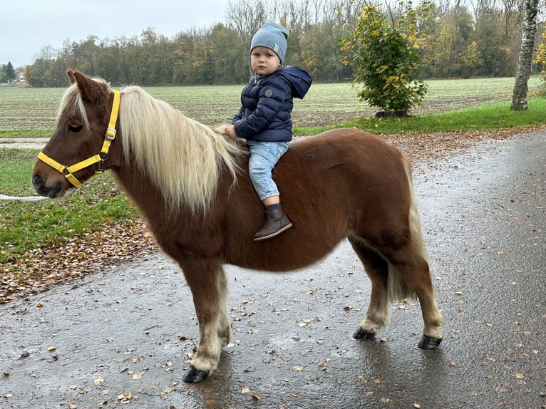 Shetland Ponies Gelding 3 years 10,2 hh Chestnut-Red in Riedlingen