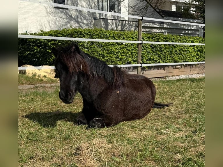Shetland Ponies Gelding 3 years 10.2 hh Smoky-Black in MaastrichtMaastricht