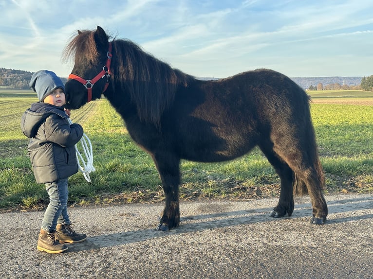 Shetland Ponies Gelding 3 years 10,2 hh Black in Riedlingen