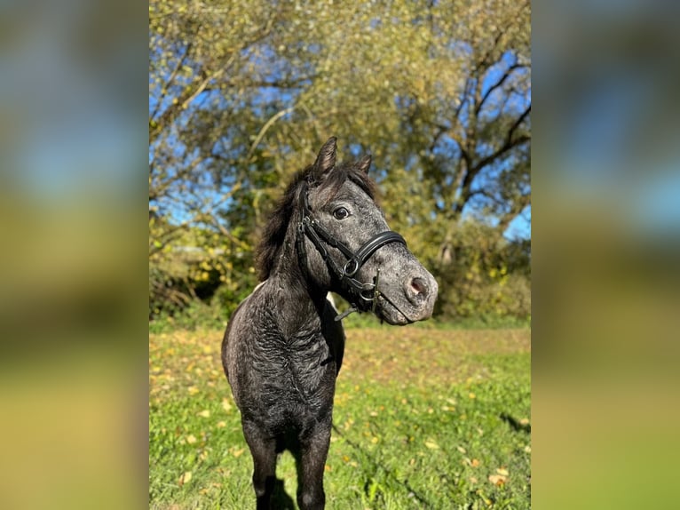 Shetland Ponies Gelding 3 years 10,2 hh Leopard-Piebald in Kn&#xFC;llwald