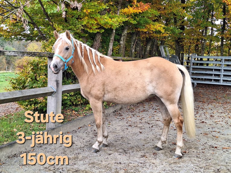 Shetland Ponies Gelding 3 years 10,3 hh Black in Argenb&#xFC;hl