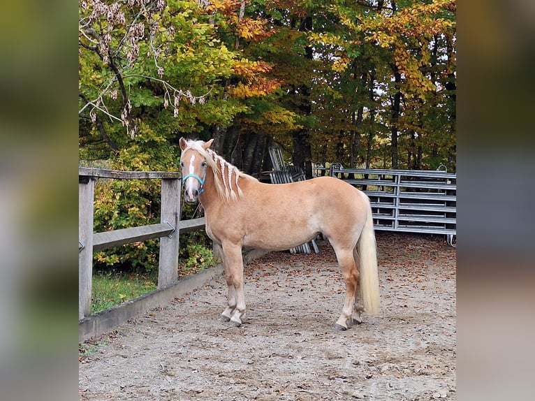 Shetland Ponies Gelding 3 years 10,3 hh Black in Argenb&#xFC;hl