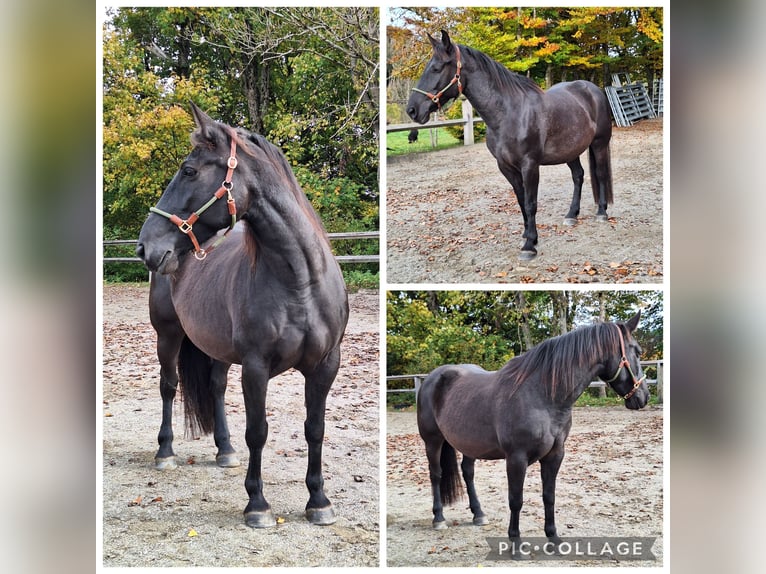 Shetland Ponies Gelding 3 years 10,3 hh Black in Argenb&#xFC;hl