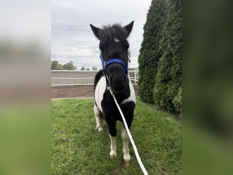 Shetland Ponies Gelding 3 years 11 hh Pinto in Rawicz Shetland Ponies Gelding 3 years 11 hh Pinto in Rawicz