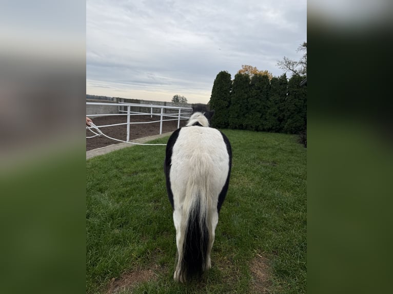 Shetland Ponies Gelding 3 years 11 hh Pinto in Rawicz Shetland Ponies Gelding 3 years 11 hh Pinto in Rawicz