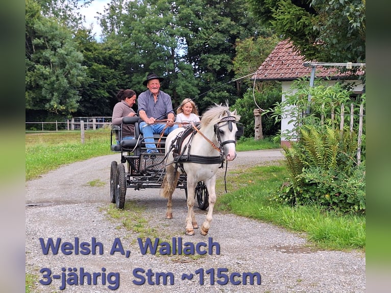 Shetland Ponies Gelding 3 years 11,1 hh Grey in Argenb&#xFC;hl
