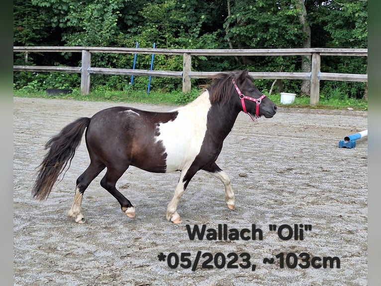 Shetland Ponies Gelding 3 years 11,1 hh Grey in Argenb&#xFC;hl