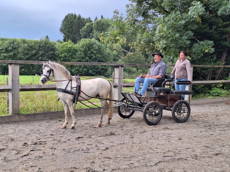 Shetland Ponies Gelding 3 years 11,1 hh Grey in Argenb&#xFC;hl