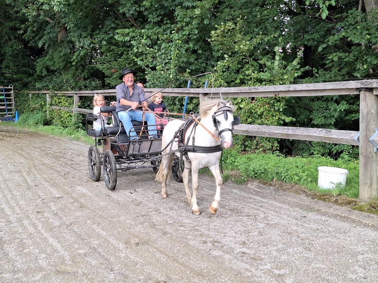 Shetland Ponies Gelding 3 years 11,1 hh Grey in Argenb&#xFC;hl