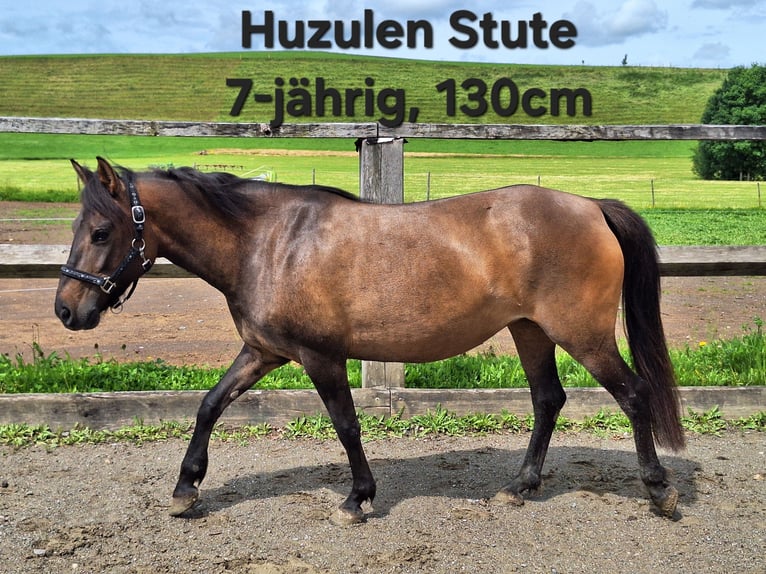 Shetland Ponies Gelding 3 years 11,1 hh Grey in Argenb&#xFC;hl