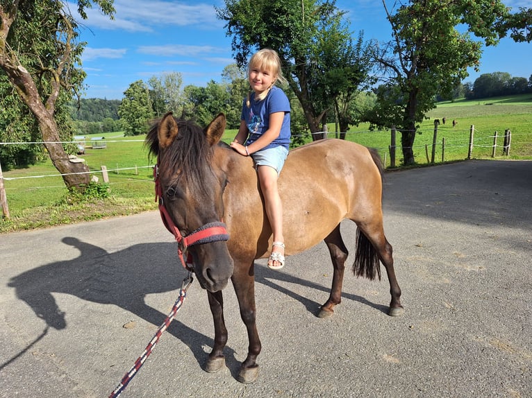 Shetland Ponies Gelding 3 years 11,1 hh Grey in Argenb&#xFC;hl