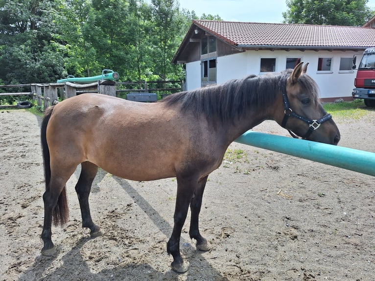 Shetland Ponies Gelding 3 years 11,1 hh Grey in Argenb&#xFC;hl
