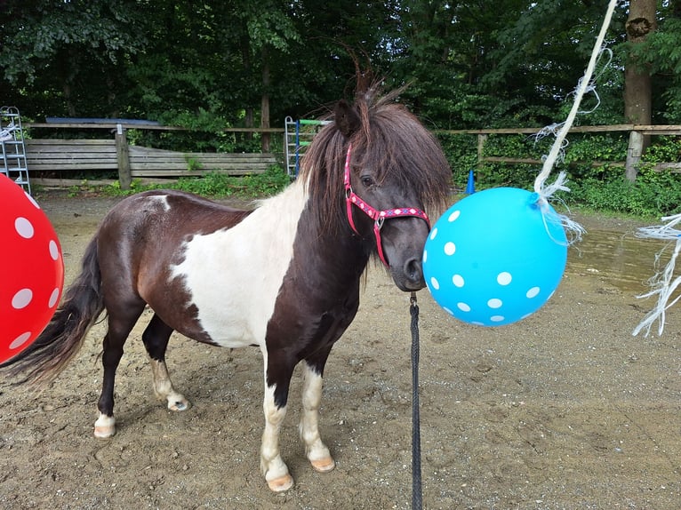 Shetland Ponies Gelding 3 years 11,1 hh Grey in Argenb&#xFC;hl