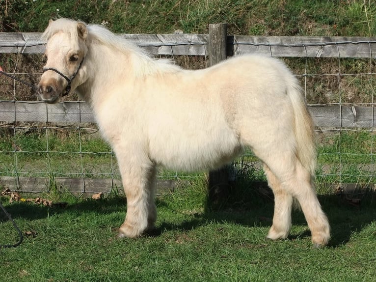 Shetland Ponies Gelding 3 years 5,3 hh Palomino in Hunya Shetland Ponies Gelding 3 years 5,3 hh Palomino in Hunya