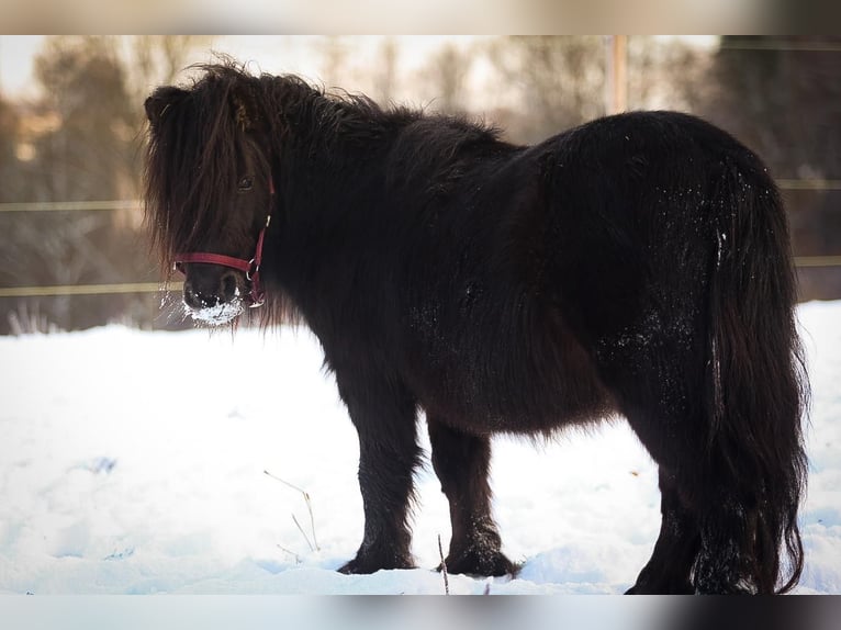 Shetland Ponies Gelding 3 years 7,3 hh Black in Much