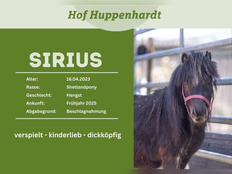 Shetland Ponies Gelding 3 years 7,3 hh Black in Much