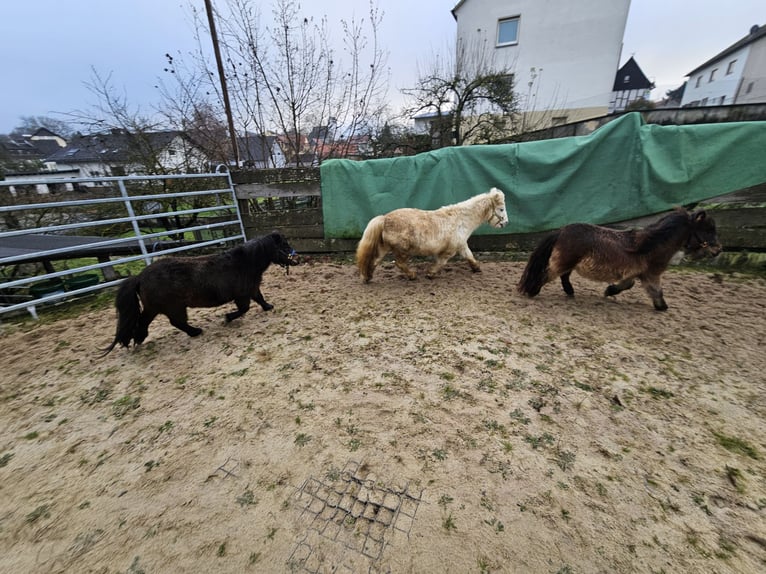 Shetland Ponies Gelding 3 years 8,1 hh Dun in Schöffengrund
