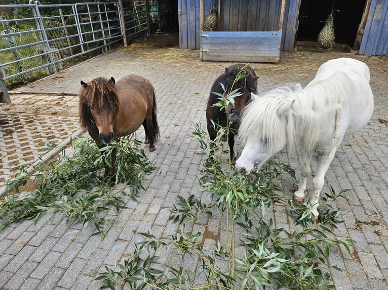 Shetland Ponies Gelding 3 years 8,1 hh Dun in Schöffengrund