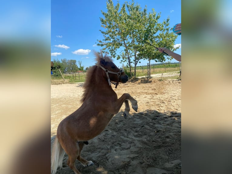 Shetland Ponies Gelding 3 years 8 hh Chestnut-Red in Gerlenhofen