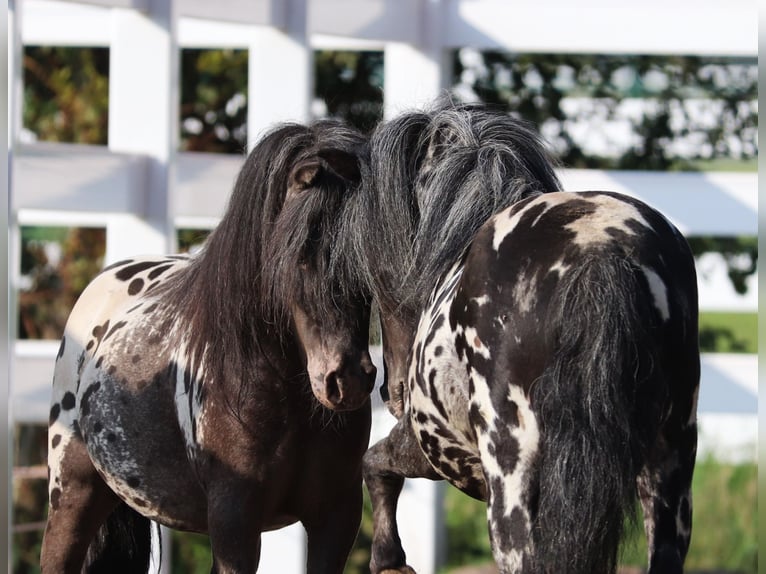 Shetland Ponies Gelding 3 years 8 hh in Oberlangen