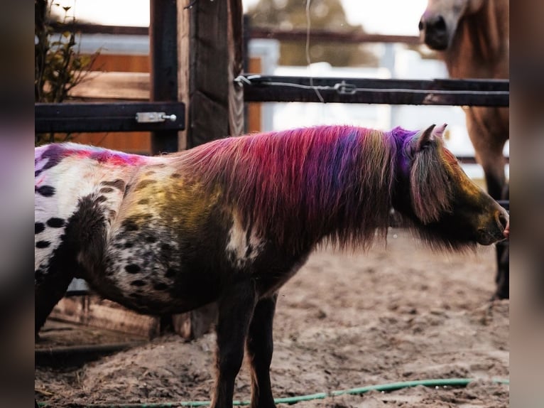 Shetland Ponies Gelding 3 years 8 hh in Oberlangen