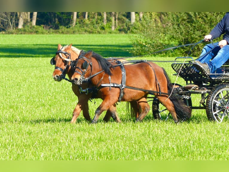 Shetland Ponies Gelding 3 years 9,1 hh Brown in Halle