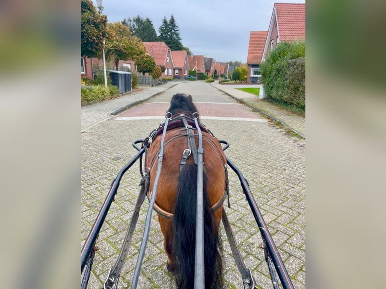 Shetland Ponies Gelding 3 years 9,1 hh Brown in Halle