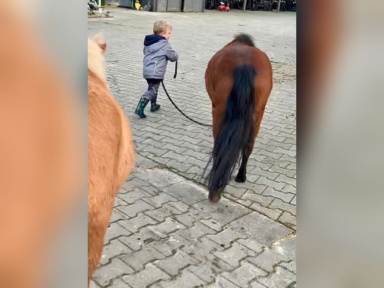 Shetland Ponies Gelding 3 years 9,1 hh Brown in Halle