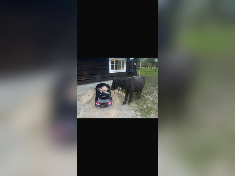 Shetland Ponies Gelding 3 years 9,1 hh Brown in Streefkerk