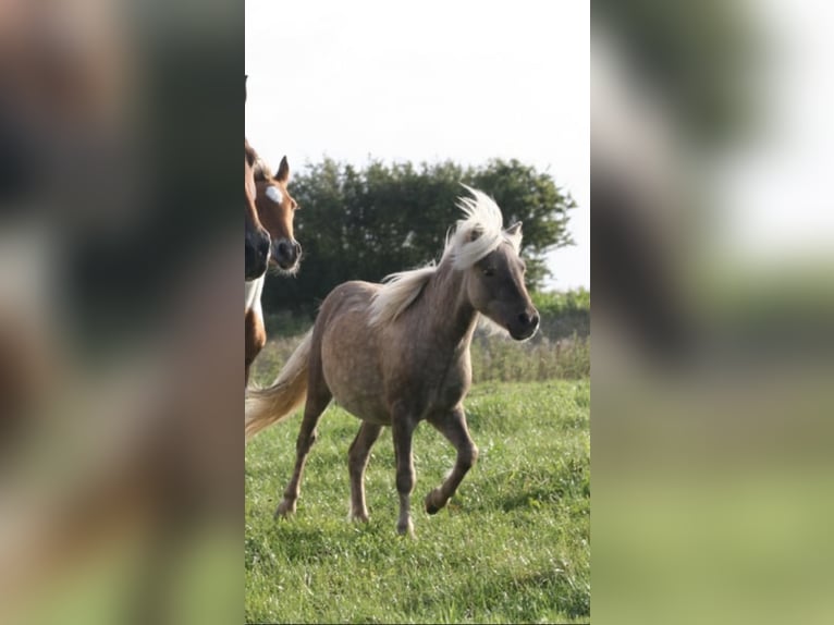 Shetland Ponies Gelding 3 years 9.2 hh  in Lindlar