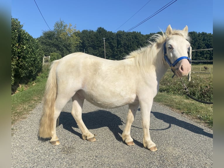 Shetland Ponies Gelding 3 years 9,2 hh White in Boudrac