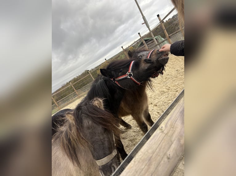 Shetland Ponies Gelding 3 years 9 hh Black in Grafschaft