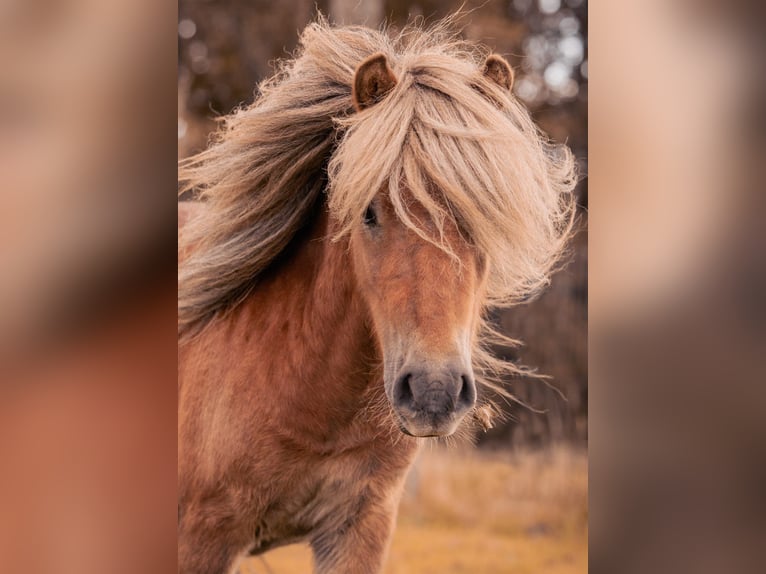 Shetland Ponies Gelding 3 years 9 hh Chestnut-Red in Heenvliet