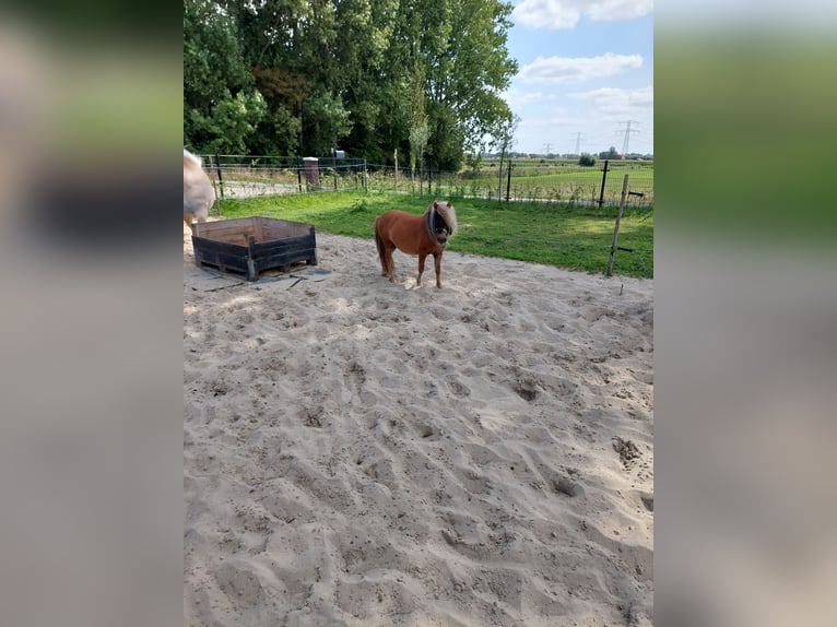 Shetland Ponies Gelding 3 years 9 hh Chestnut-Red in Heenvliet