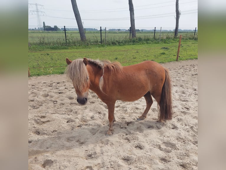 Shetland Ponies Gelding 3 years 9 hh Chestnut-Red in Heenvliet