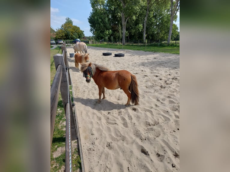 Shetland Ponies Gelding 3 years 9 hh Chestnut-Red in Heenvliet
