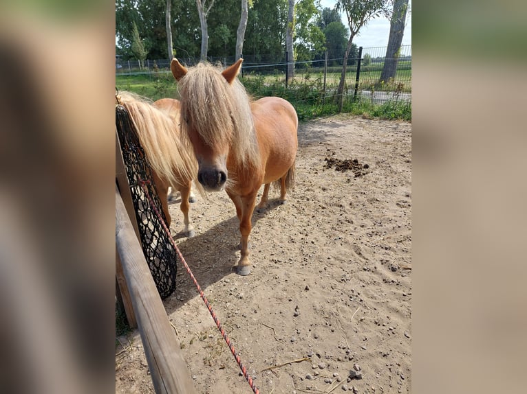 Shetland Ponies Gelding 3 years 9 hh Chestnut-Red in Heenvliet