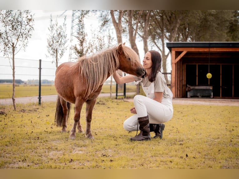 Shetland Ponies Gelding 3 years 9 hh Chestnut-Red in Heenvliet