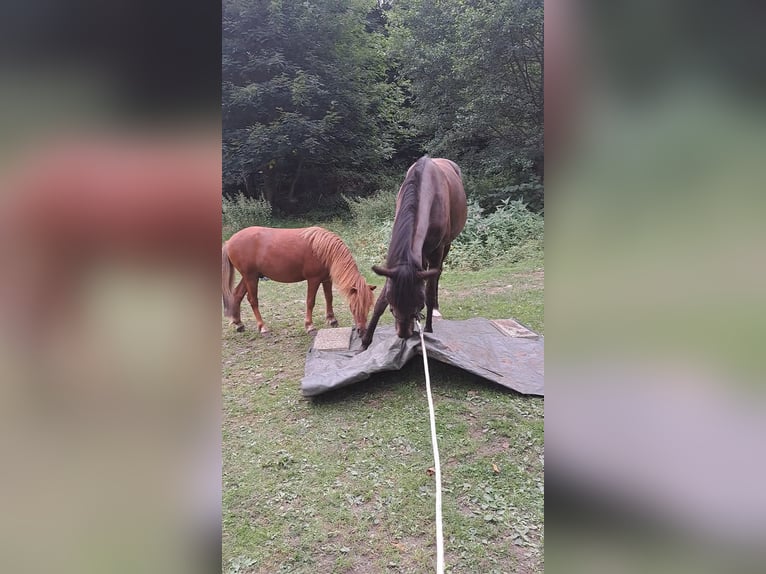 Shetland Ponies Mix Gelding 3 years 9,2 hh Chestnut-Red in Gloggnitz