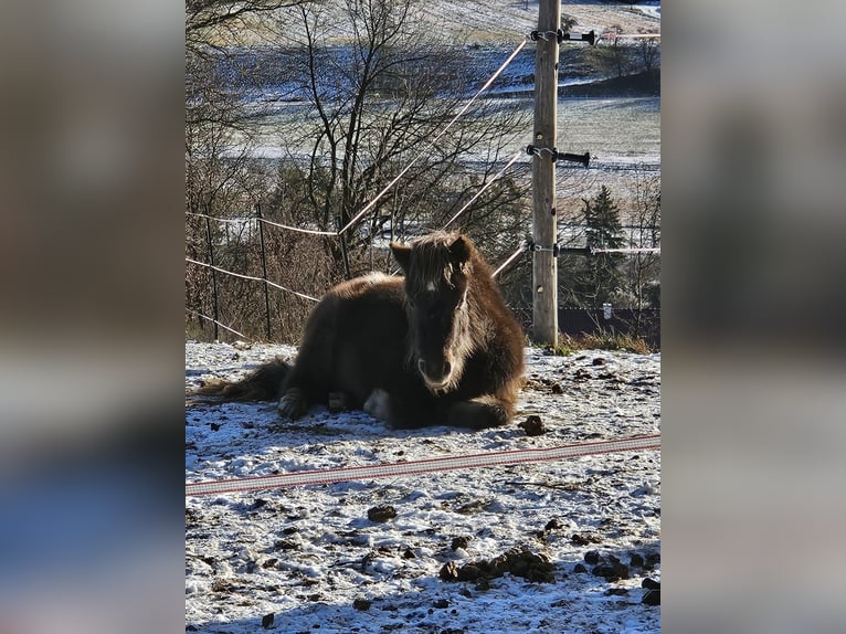 Shetland Ponies Gelding 3 years 9,2 hh  in Untergrünburg