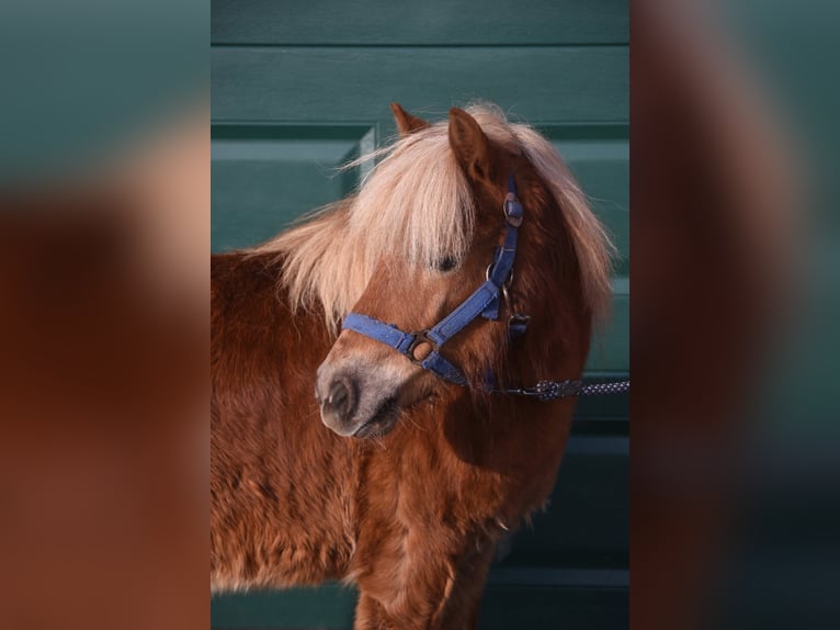 Shetland Ponies Gelding 4 years 10.2 hh Chestnut-Red in Achtmaal