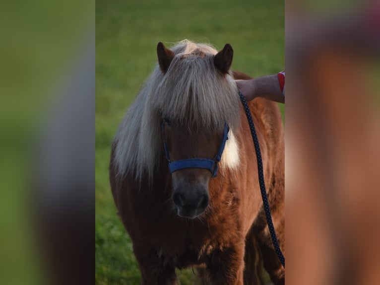 Shetland Ponies Gelding 4 years 10.2 hh Chestnut-Red in Achtmaal