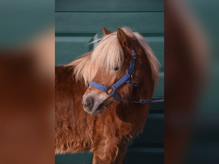 Shetland Ponies Gelding 4 years 10.2 hh Chestnut-Red in Achtmaal