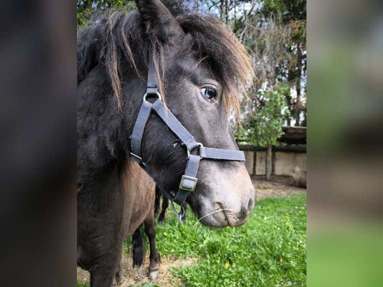 Shetland Ponies Gelding 4 years 10.2 hh Leopard-Piebald in Bruck